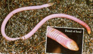 Florida Worm Lizard