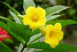 yellow alamanda a toxic plant