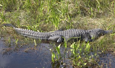 alligators are common sites in any type of Florida water