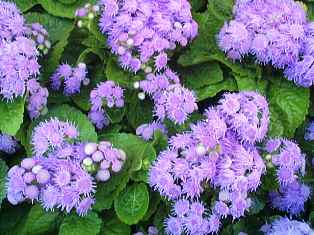 butterfly attracting blue ageratum in Floridian nature