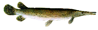 Alligator gar fish found in Florida lakes and streams
