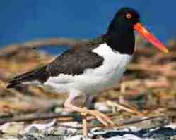 american oystercatcher bird found in Florida