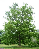 american Sycamore tree, native to Florida