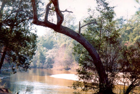 scenic view of blackwater state park near Milton Florida
