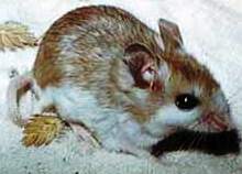 The Anastasia Island beach mouse found only on Anastasia Island in Florida