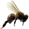 Florida honey bee