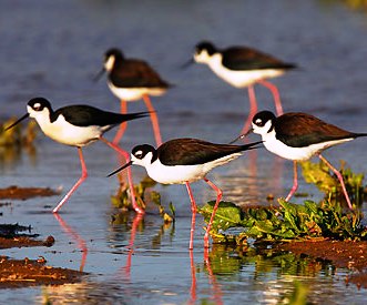 wading black-necked stilt shorebirds in Florida