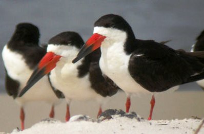 Florida black skimmer shore birds