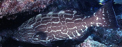 black grouper found off the coast of Florida