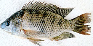 Widespread and abundant in Florida, blue tilapia is found in fertile lakes, ponds, rivers, streams, and canals.