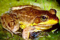 Florida bog frog, an amphibian of special concern in the state of Florida