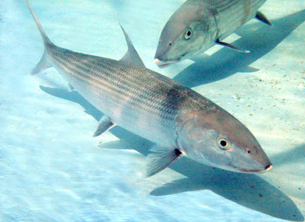 Bonefish are found in South Florida and the Bahamas