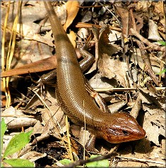 broad headed skink