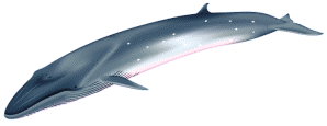 The Bryde's whale adult male measures 40 to 50 feet and weights about 13 tons
