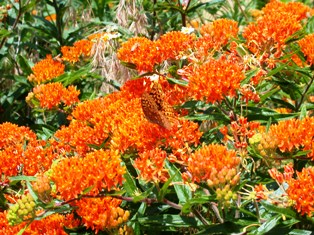 butterfly milkweed, a florida native plant to attract hummingbirds