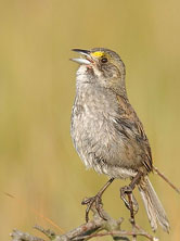 The cable sble seaside sparrow bird found in Florida