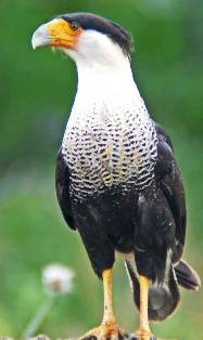 crested caracara bird found in Florida