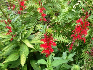 The Floridian cardinal flower, a hummingbird favorite