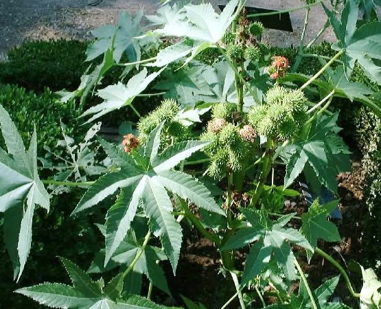 close up of the toxic castor bean plant in Florida