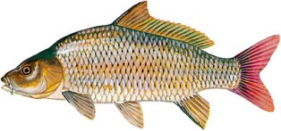 The common carp is a large, heavy bodied minnow with an arched back , and a small triangular head tapering to a blunt snout. 