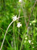 Cooley's meadowrue, an endangered plant in Florida