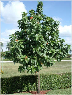 young geiger tree in the Florida keys