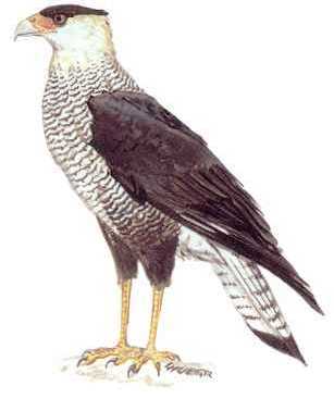 threatened species the crested caracara bird in Florida