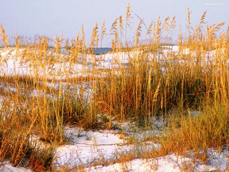 Florida dunes, along the coast of Florida