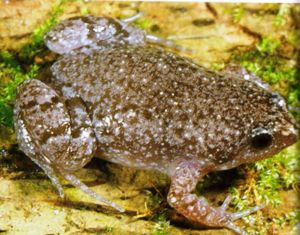 Eastern Narrow-mouthed Frog