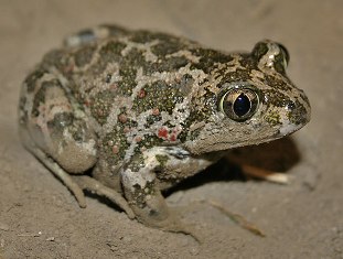 Florida Eastern Spadefoot Toad