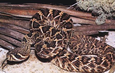 Eastern diamondback rattlesnake found throughout the state of Florida