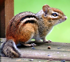 The eastern chipmunk, a species special concern in Florida, lives in open deciduous forests and at the edges of woodlands. 