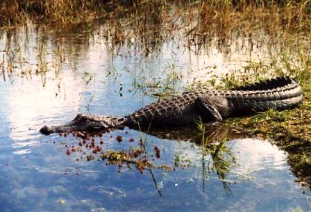 american alligator in Florida Everglades