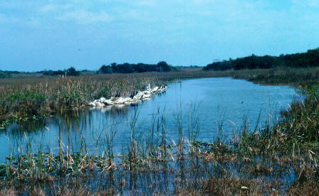 Floridian Inshore Marine habitat