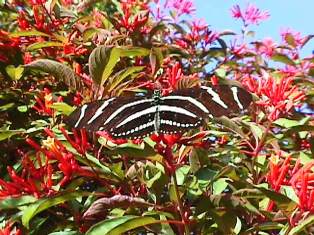 lively blooming firebrush plant attracts butterflies in Florida