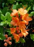 Chapmans rhodedendron or flamie azalea is a florida endangered plant