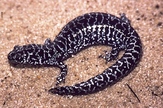 flatwoods salamander
