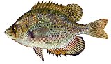 Flier sunfish are found in north and central Florida rivers and lakes