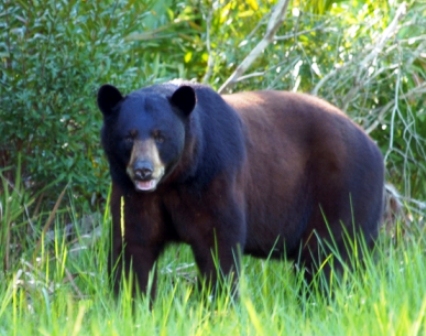 Florida black bear, a sub species of the American black bear
