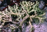 Florida perforate cladonia, an endangered lichen in Florida