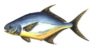Florida pompano fish found off the coast of Florida