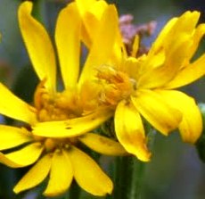Florida golden aster is currently known from Hardee, Hillsborough, Manatee and Pinellas Counties, Florida.