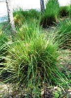 Florida native gamma Grass