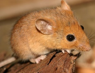 Golden mice inhabit climates, such as Florida, that are hot and wet in the summer and dry in the winter.