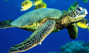 green sea turtle, an endangered reptile in the state of Florida
