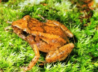 Florida Greenhouse Frog