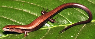 Florida ground skink