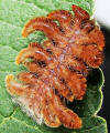hag moth caterpillar in Florida
