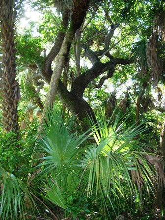 coastal hammocks found in the state of Florida