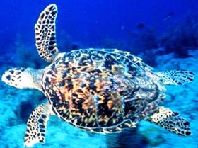 Hawksbill sea turtle, and endangered reptile in the state of Florida
